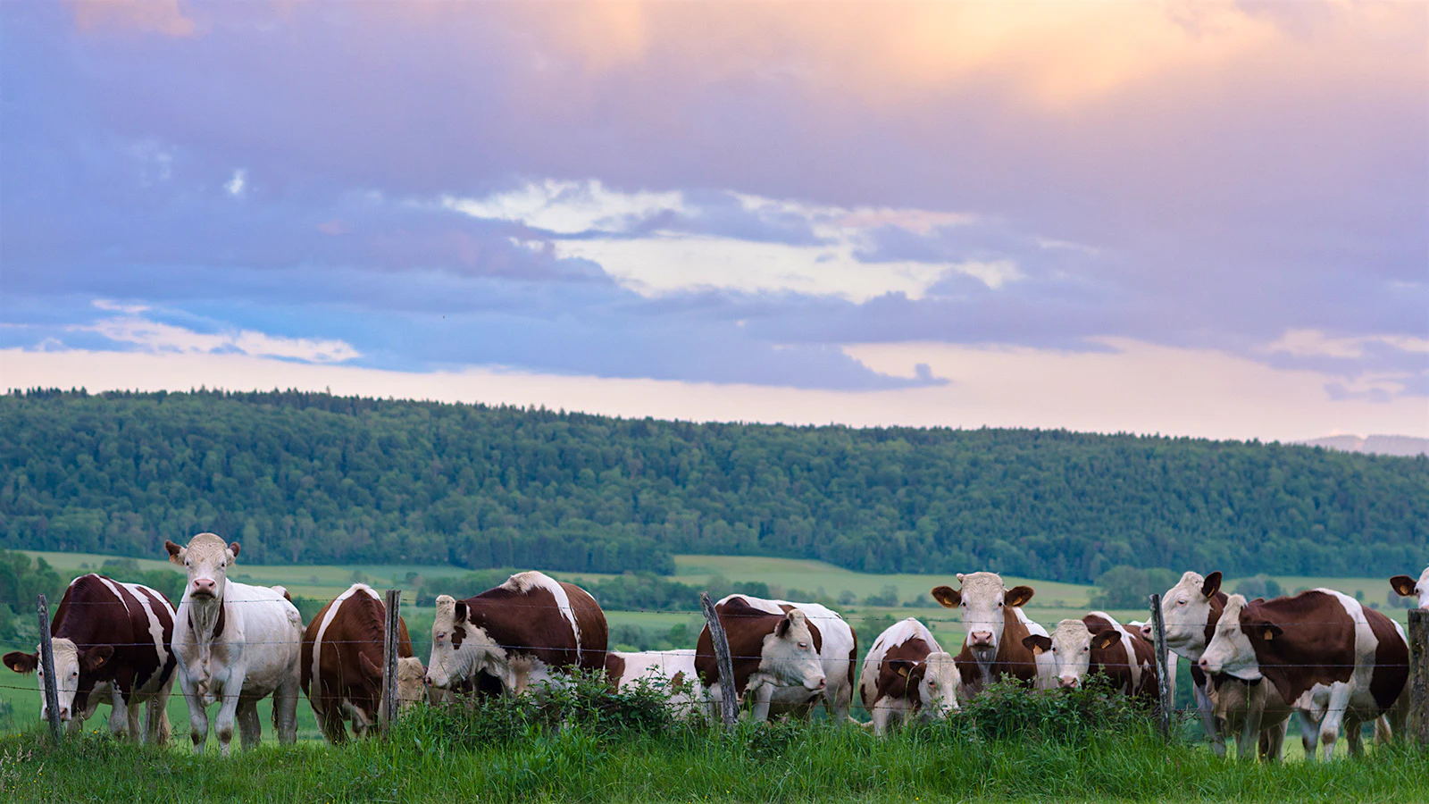 Cows in the Jura at sunset.